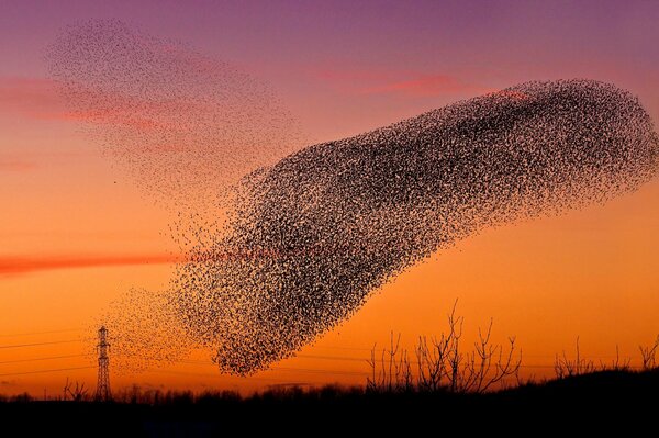 Ein Vogelschwarm fliegt bei Sonnenuntergang durch den Himmel