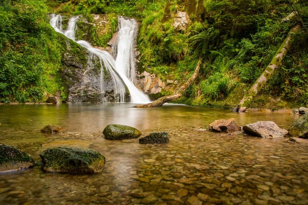 Belle cascade, et la forêt verte