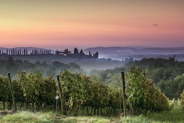 Rosa Himmel und Nebel über dem Weinberg