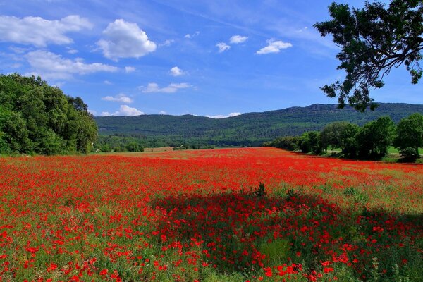 Red poppy field. Blue sky and hills