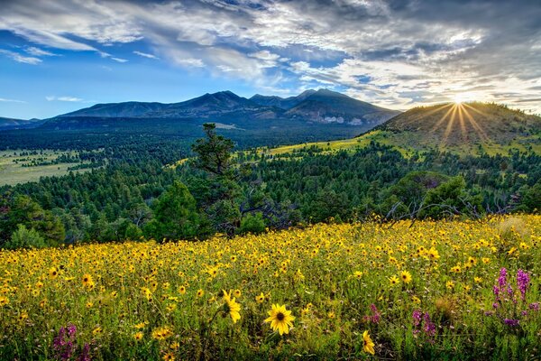 Blumenwiese , Berge und blauer Himmel