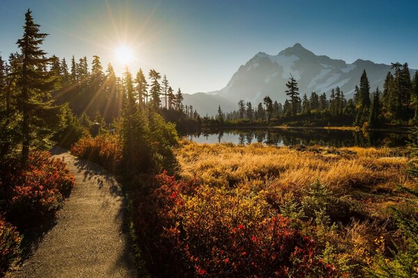 Nature en été tôt le matin