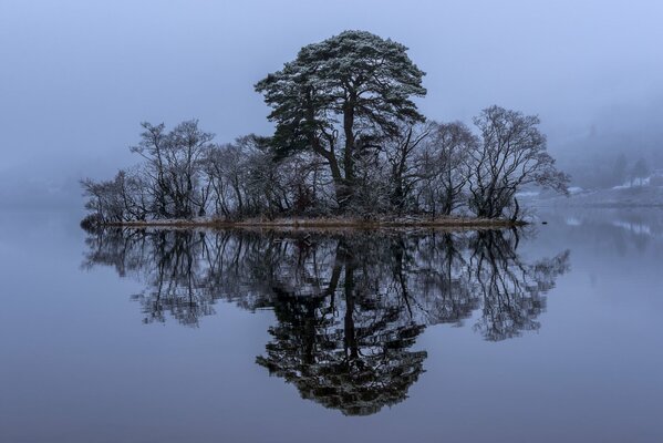 A small island in the middle of the river with trees