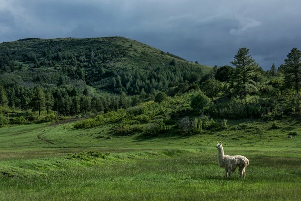 Colina donde las llamas caminan con hierba verde