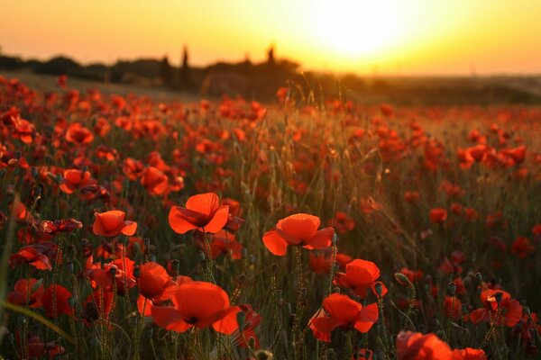 Feld der blühenden Mohnblumen bei Sonnenuntergang