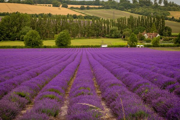 Le champ de lavande enchante par sa beauté