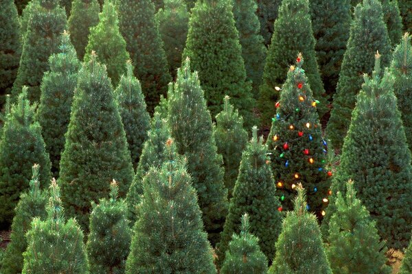 En el bosque verde, solo un árbol de Navidad está decorado con luces