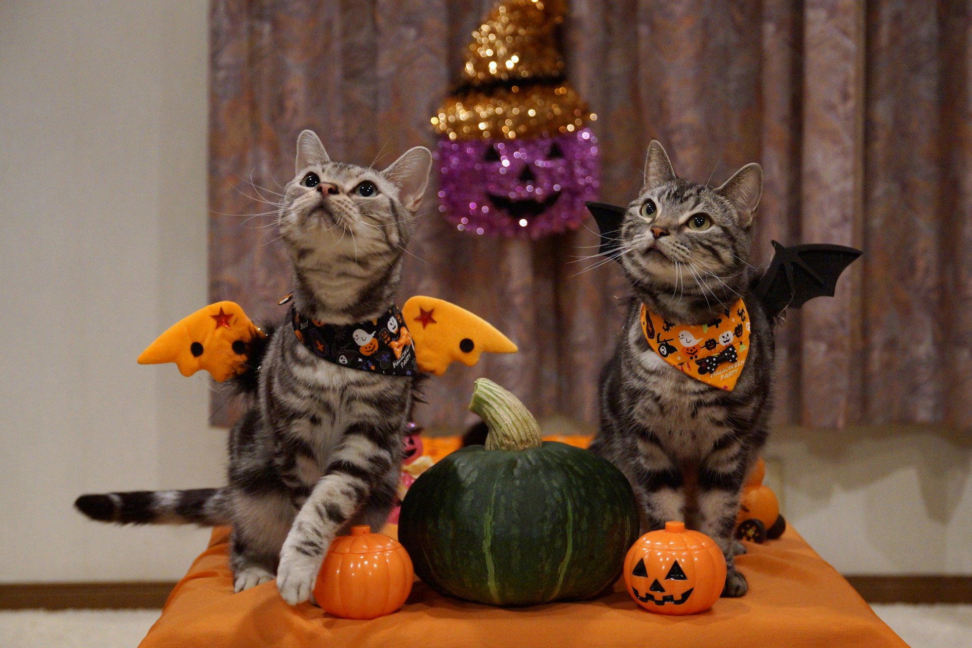 cats melon halloween holiday