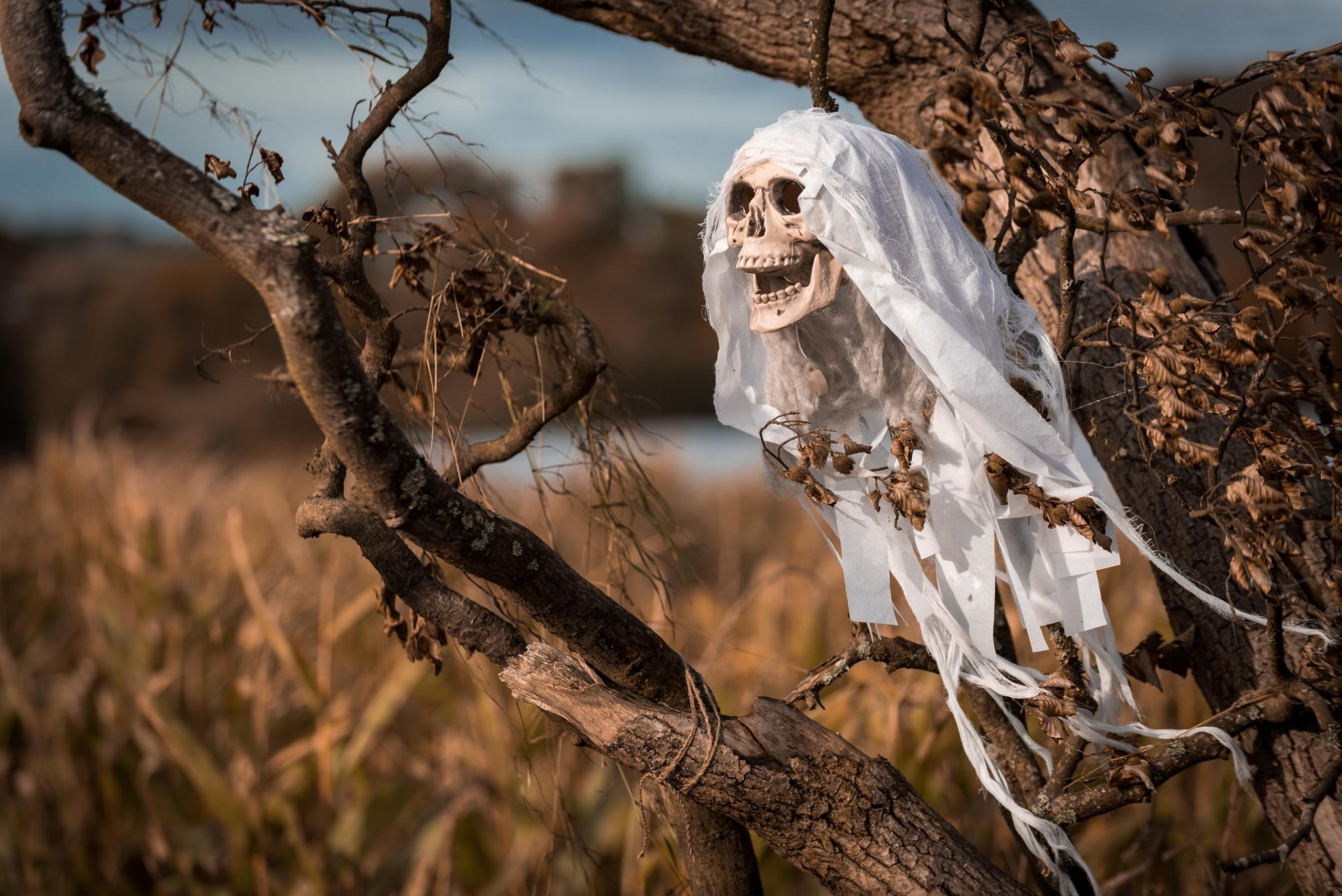 halloween skull tree