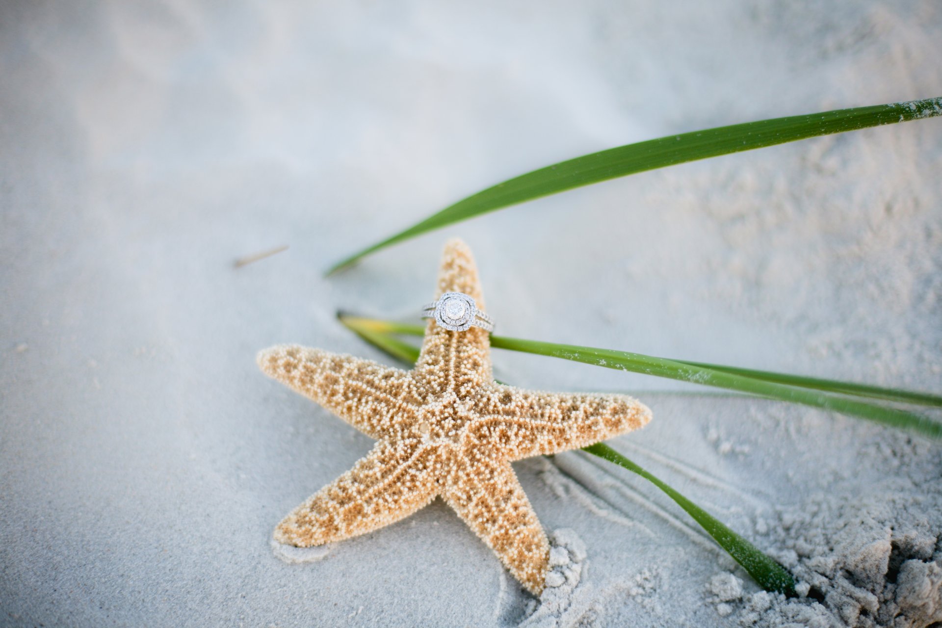 estrella de mar anillo arena