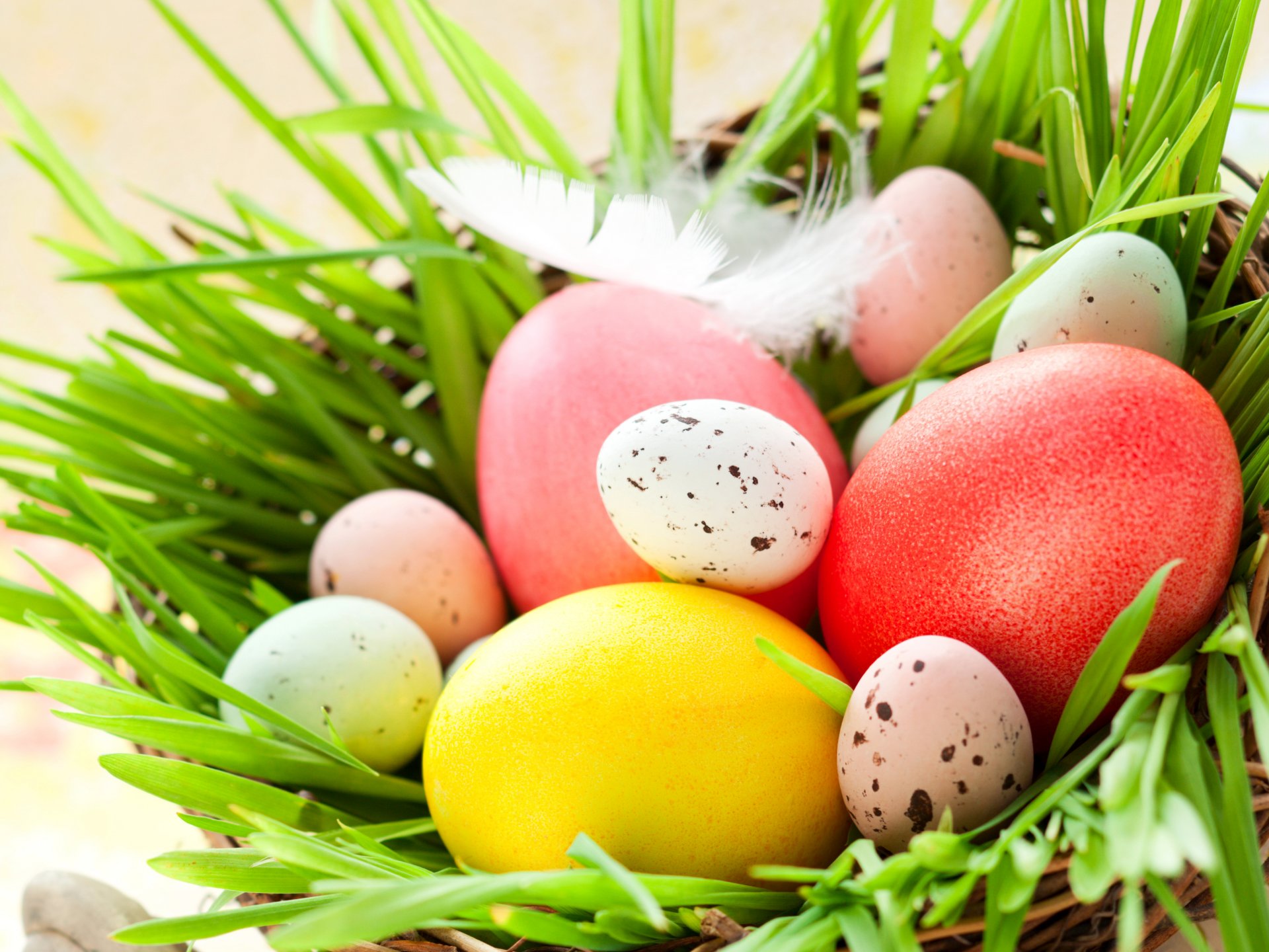 holidays easter feathers eggs nest photo