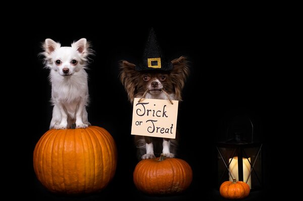 Two dogs with three pumpkins