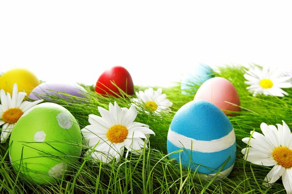 Easter eggs and daisies in the grass