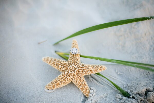 Anillo vestido con una estrella de mar