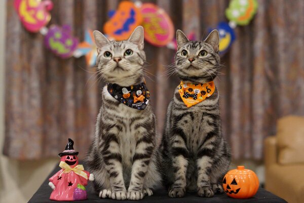 Cute fancy cats for the Halloween holiday