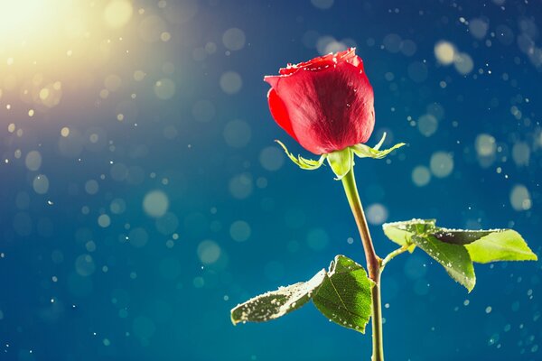 Rosa roja para el día de los enamorados