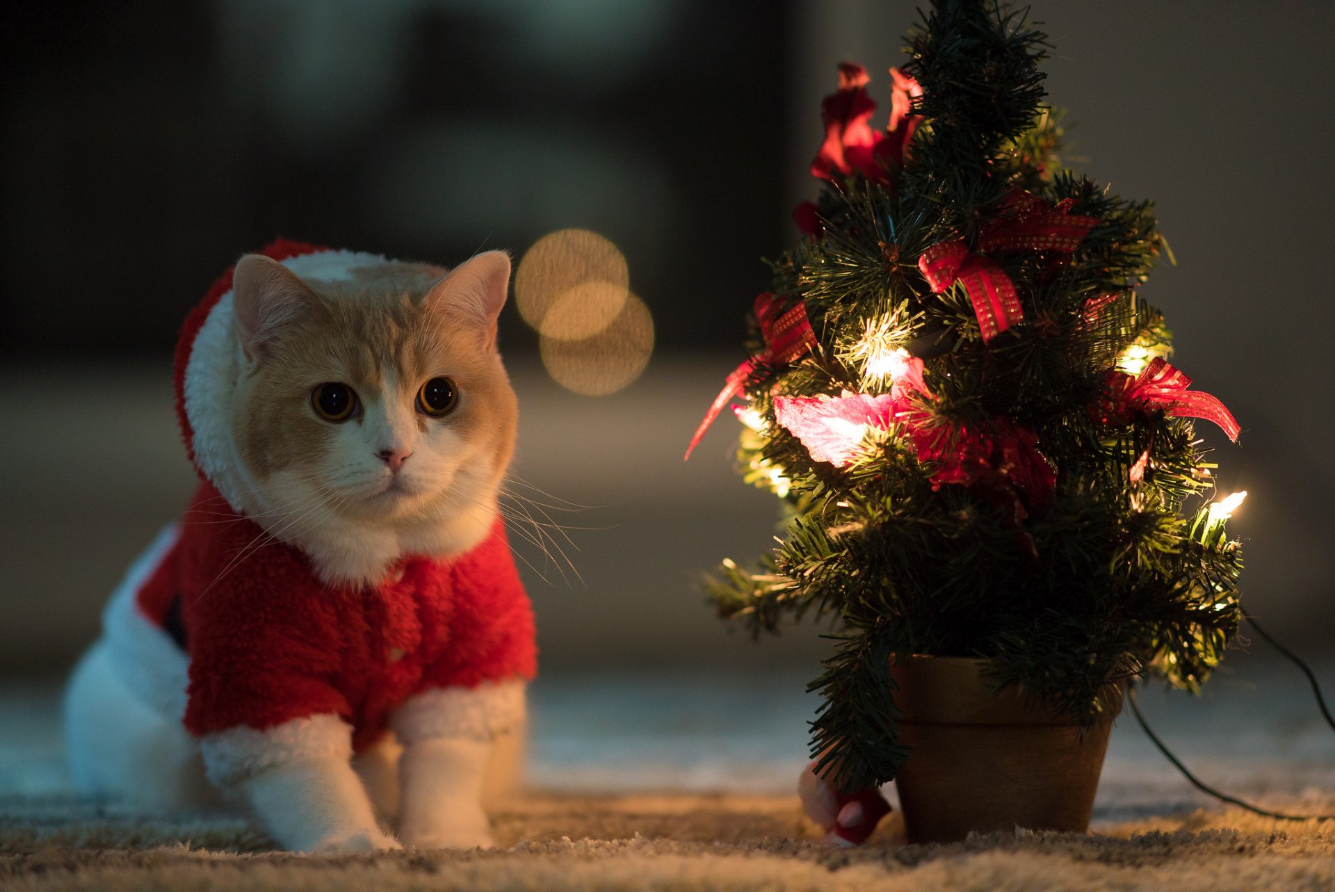 chat vue fond