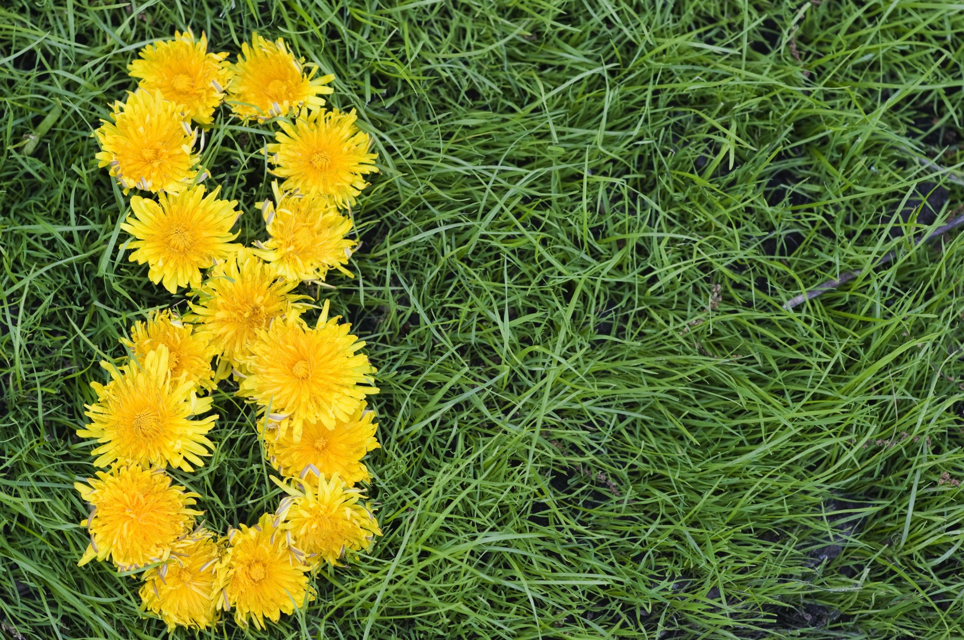 8 mars journée de la femme fleurs pissenlits jaune sur fond vert herbe