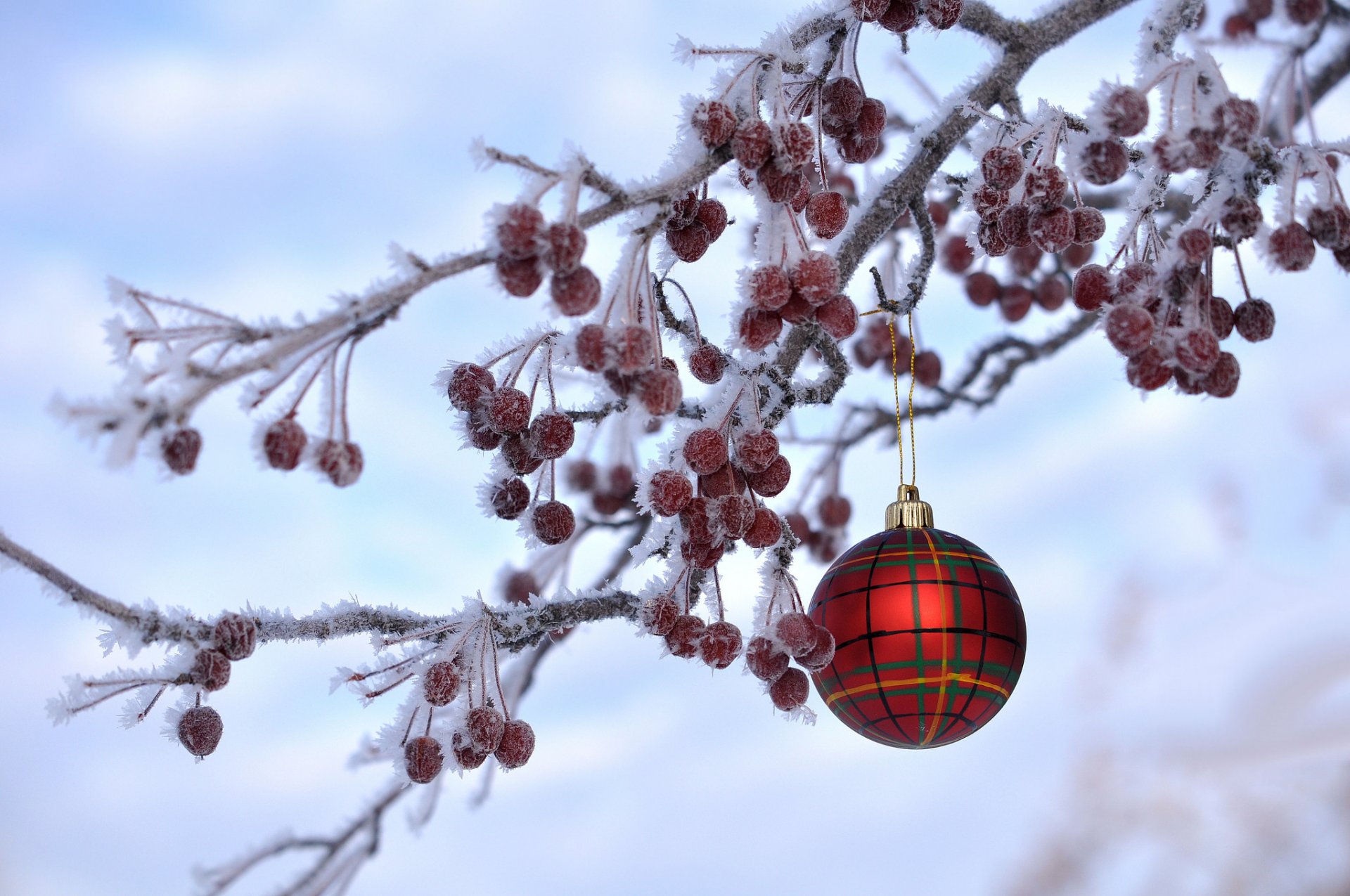 noël nouvel an branche baies givre hiver boule jouet décoration