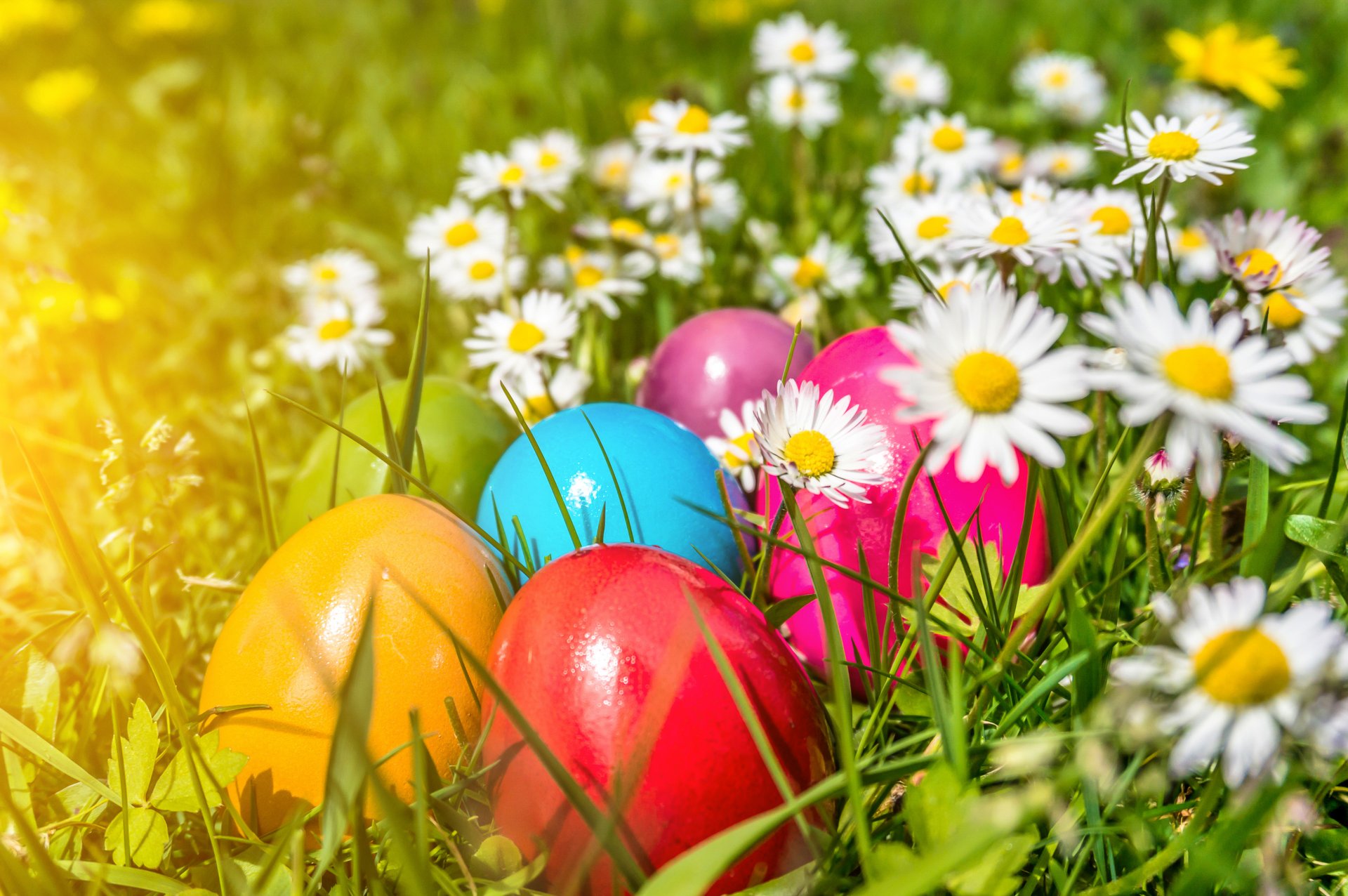 pasqua uova fiori primavera margherite