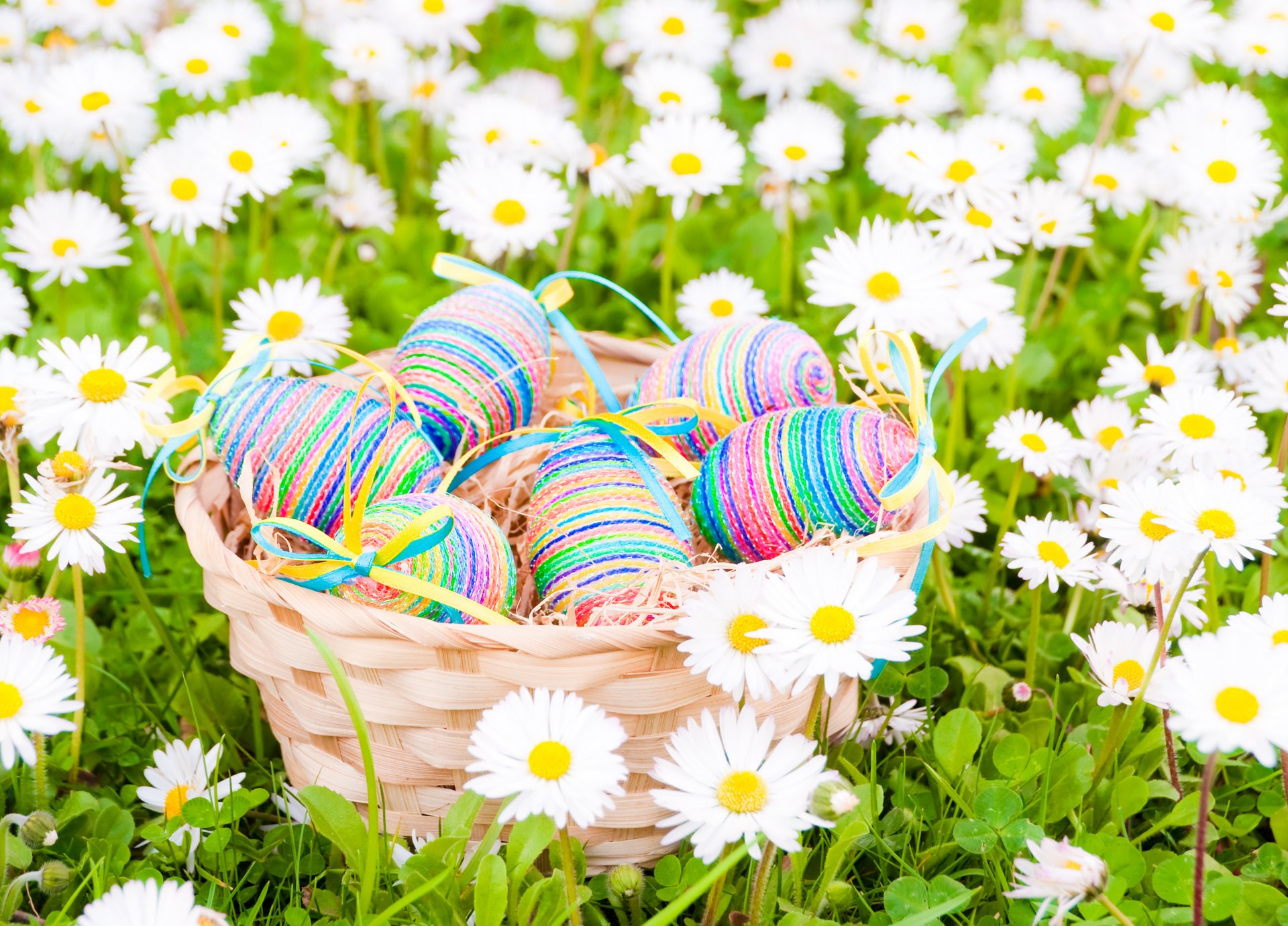 pâques oeufs fleurs printemps marguerites champ