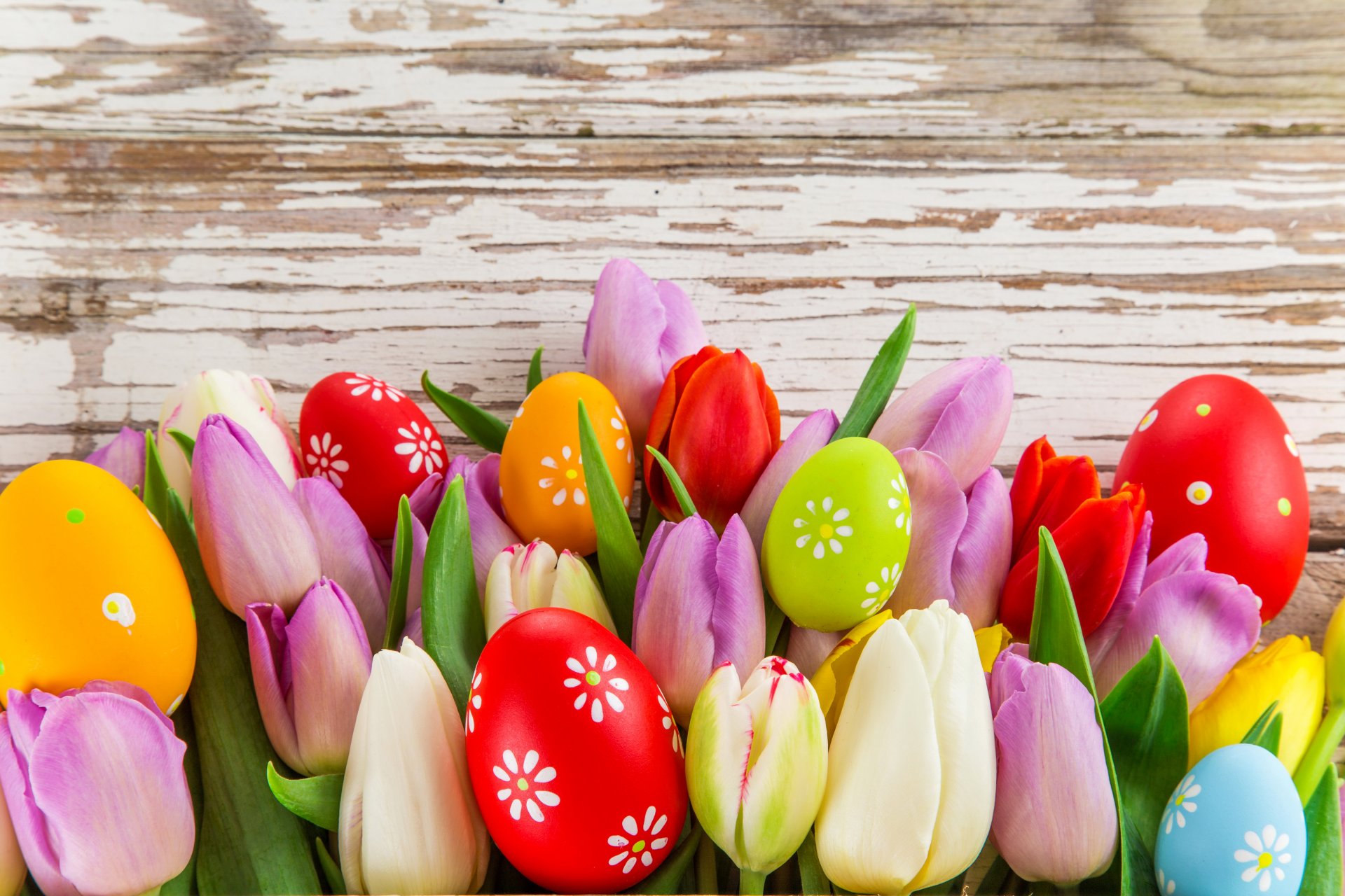 holiday easter tulips leaves eggs flower photo