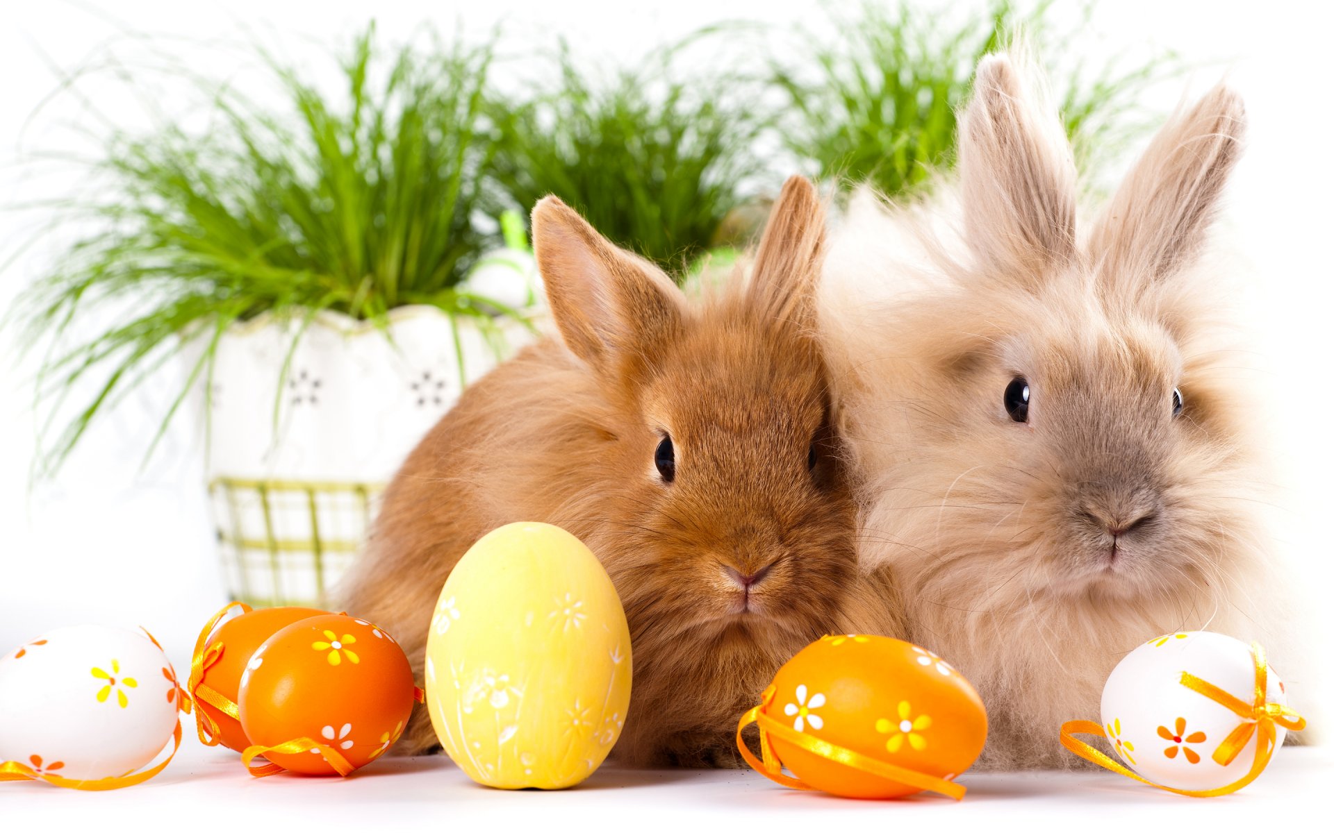 ostern eier kaninchen