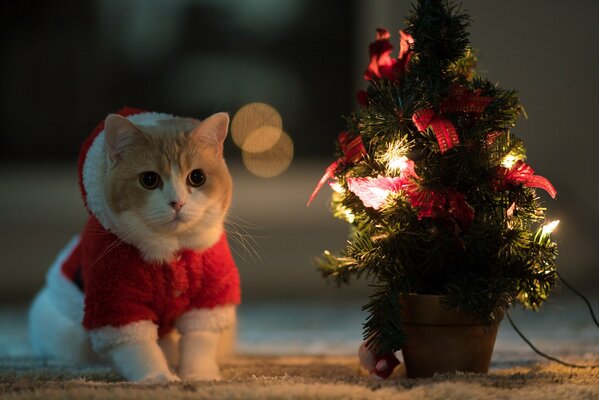 Chat habillé avec sapin de Noël