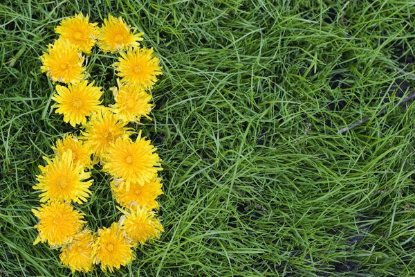The number eight of yellow dandelions is beautifully laid out on the green grass. Original congratulations on the eighth of March