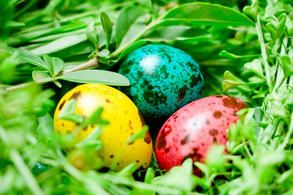 Oeufs colorés dans l herbe