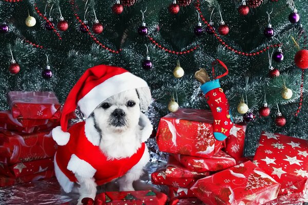 Cane di Natale sullo sfondo di un albero di Natale con regali