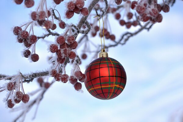 Sorbier givré et boule de Noël