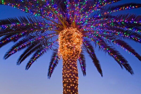 Christmas palm tree in California