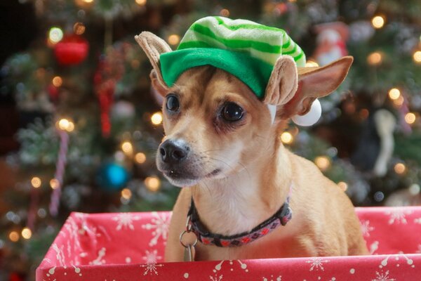 A small dog in a green hat