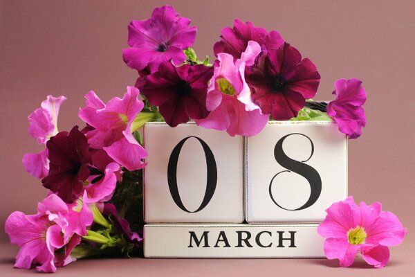 Pink petunias on March 8 congratulations