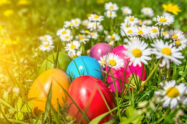 Bunte Ostereier liegen in Gänseblümchen