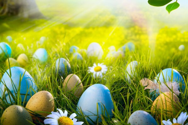 Easter eggs on the grass with daisies