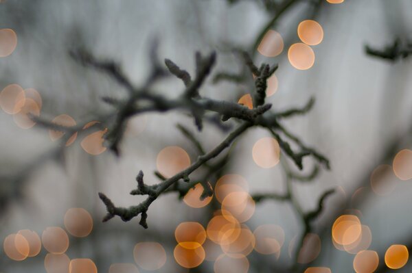 Lights in the distance behind the trees at Christmas