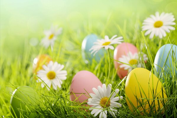 Huevos de Pascua escondidos en un Prado con margaritas en la hierba verde