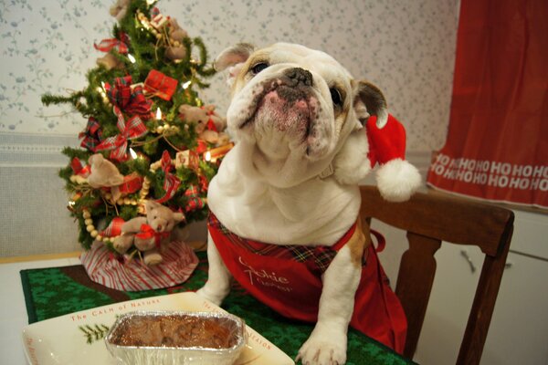 The dog is sitting on a chair at the table