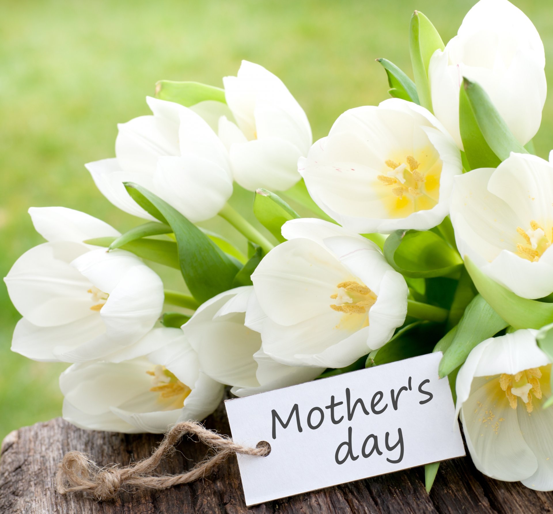 holiday flower white tulips card