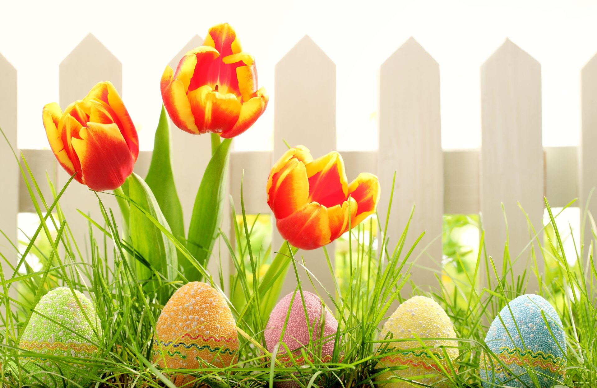 feiertag ostern frühling natur gras blumen tulpen zaun eier