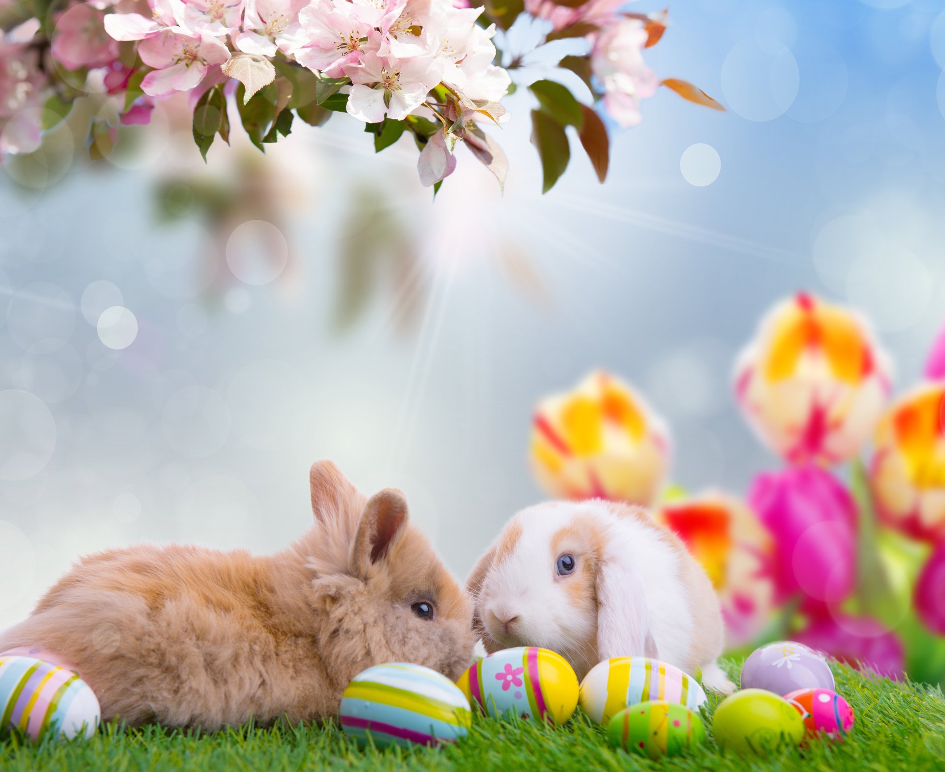vacanze pasqua primavera natura fiori tulipani ramo uova conigli animali cielo bokeh raggi