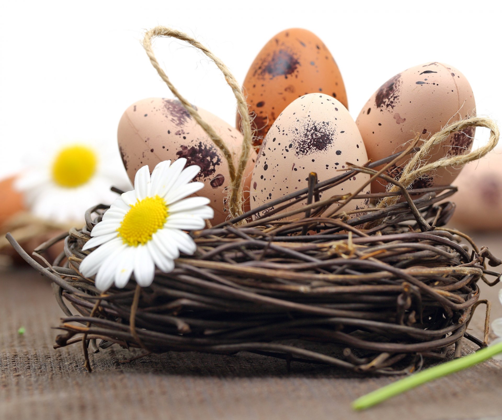 pasqua uova nido fiori margherite