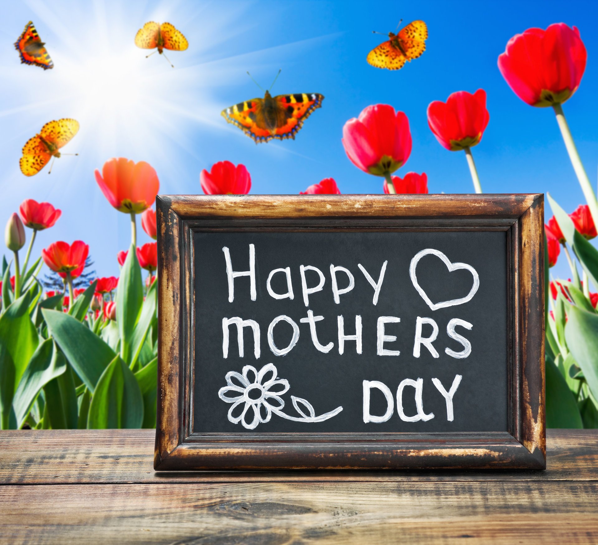 holiday flower tulips butterfly board congratulation