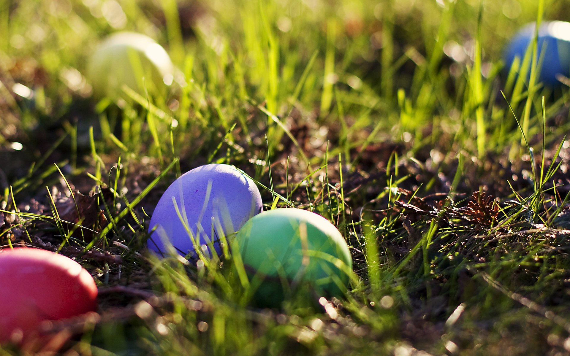 pâques printemps oeufs coloré herbe printemps multicolore verdure