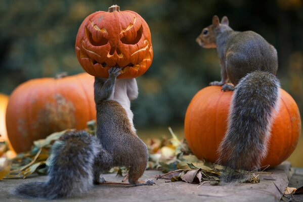 Wiewiórki przymierzają dynie na Halloween