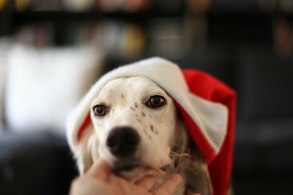 Triste pсs in un cappello rosso e bianco