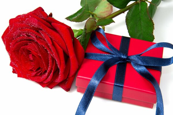 A gift for the holiday. A red box with a blue ribbon tied in a bow. Red Rose