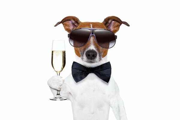 Ein Hund mit dunkler Brille und einem Schmetterling hält ein Glas Champagner